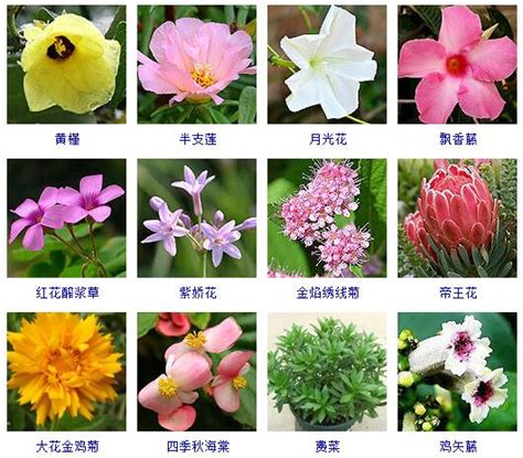 花名 意思|花的美丽与名称的意义（探寻花的名字背后的故事）